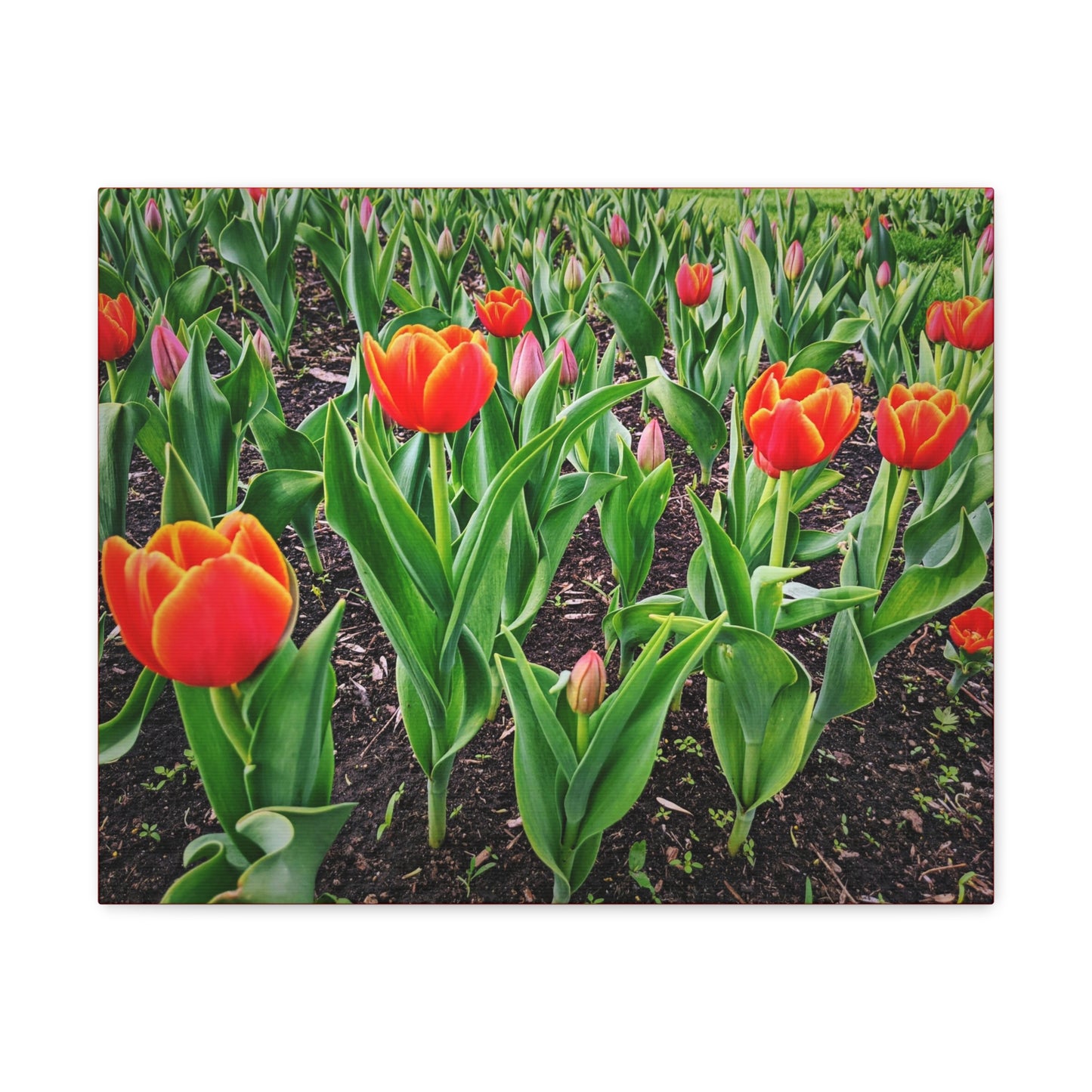 Red Tulip Wrap Canvas (SP Photography Collection)