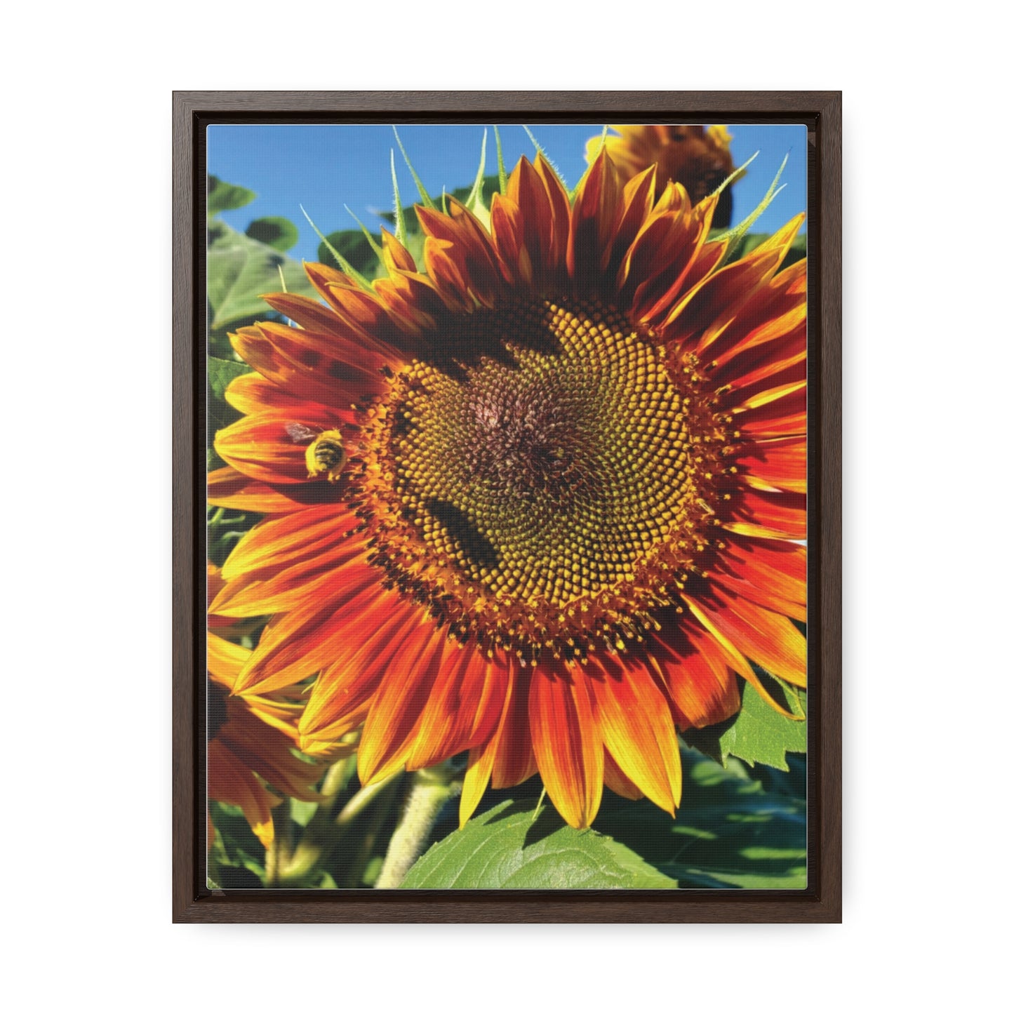 Bumble Bee Sunflower Canvas Wraps, Vertical Frame (Enchanted Exposures By Tammy Lyne Collection)