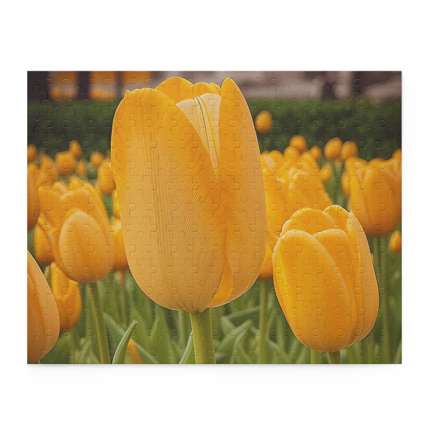 Yellow Tulip Puzzle (SP Photography Collection 120, 252, 500-Piece)