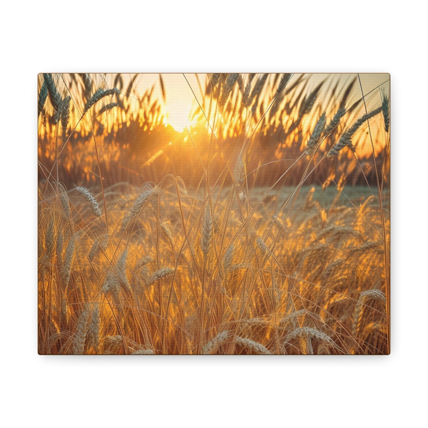 Golden Wheat Canvas Gallery Wraps(SP Photography Collection)