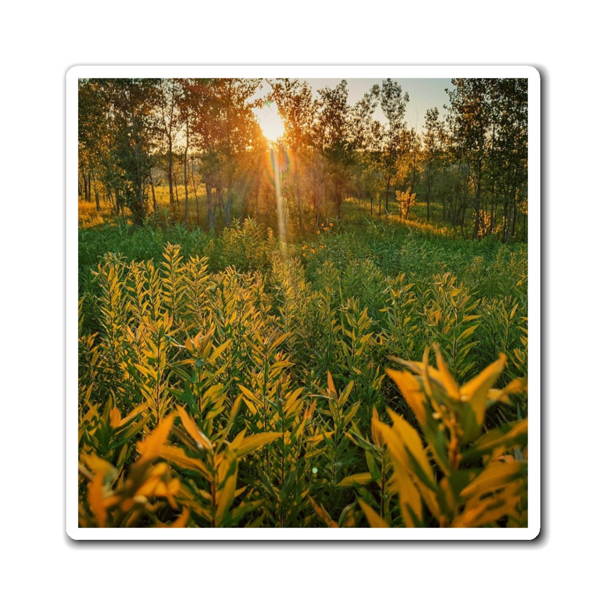 Golden Field Magnet (SP Photography Collection)