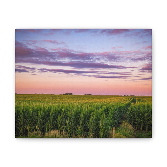 Corn Field Sunset Canvas Stretched (SP Photography Collection)