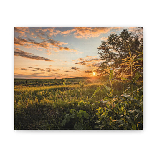 Corn Sunset Canvas Stretched (SP Photography Collection)