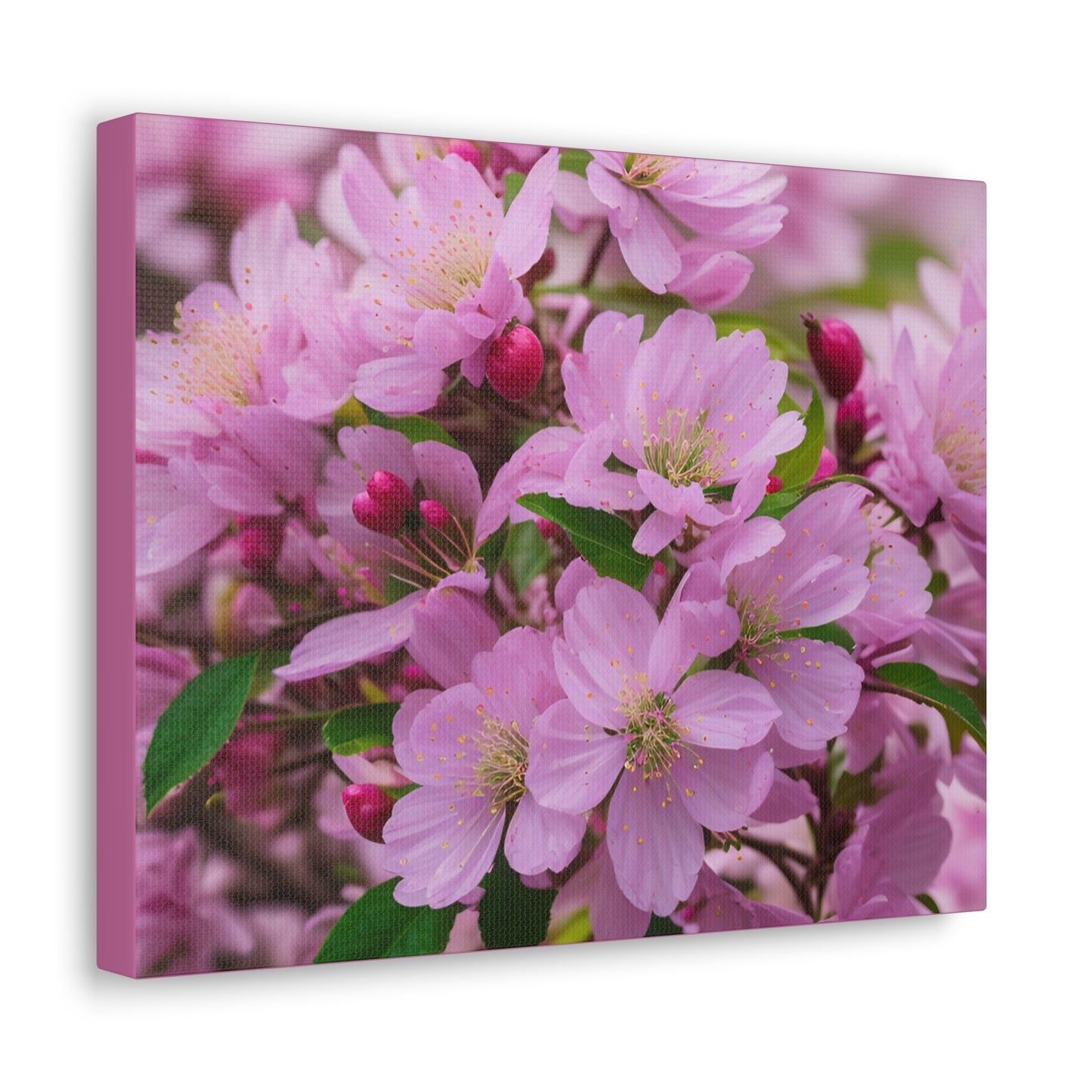 Cherry Blossom Canvas Gallery Wraps (SP Photography Collection)