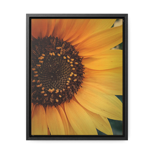 Sun Ray Sunflower Canvas Wraps, Vertical Frame (SP Photography Collection)