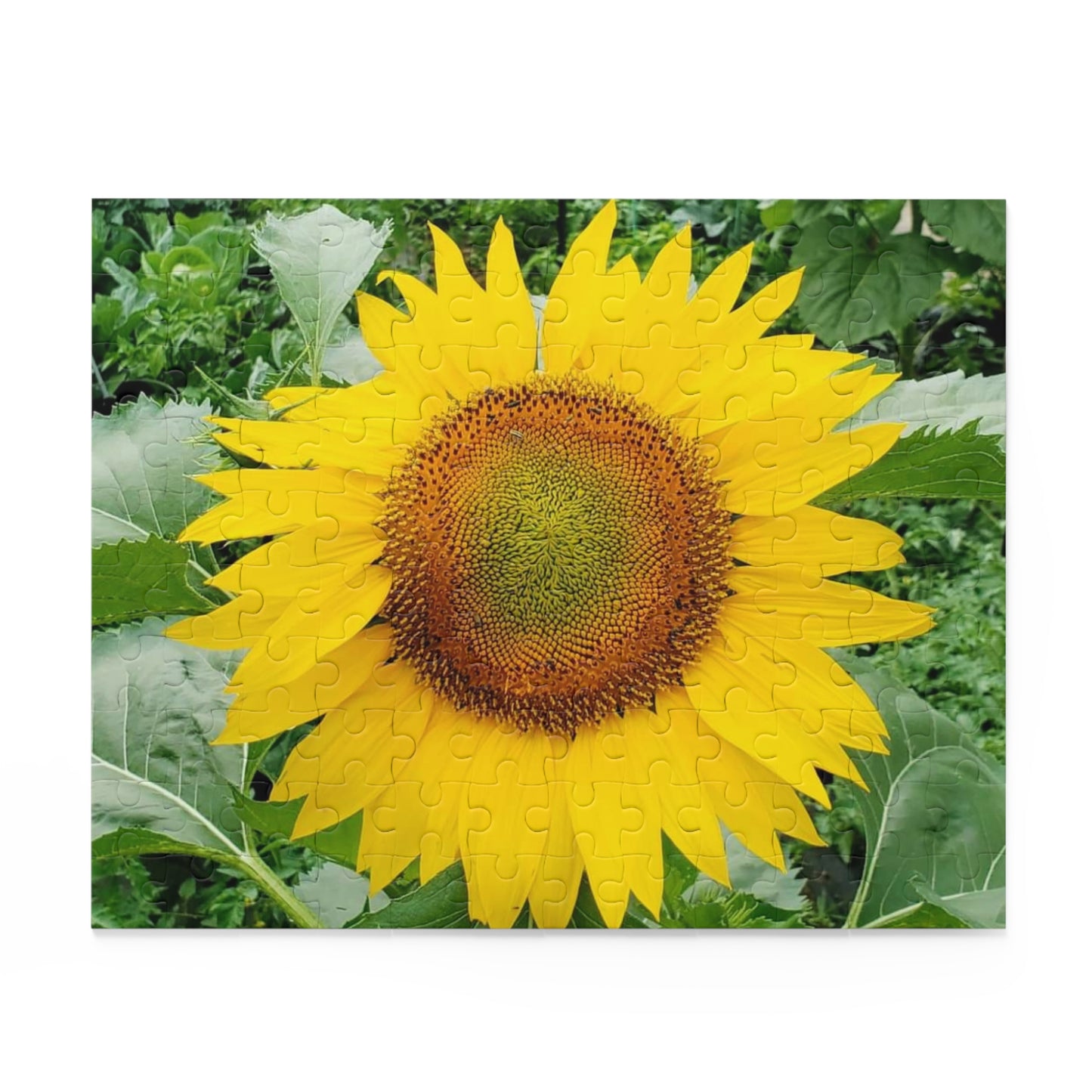 Yellow Sunflower Puzzle (Enchanted Exposures By Tammy Lyne) (Collection 120, 252, 500-Piece)