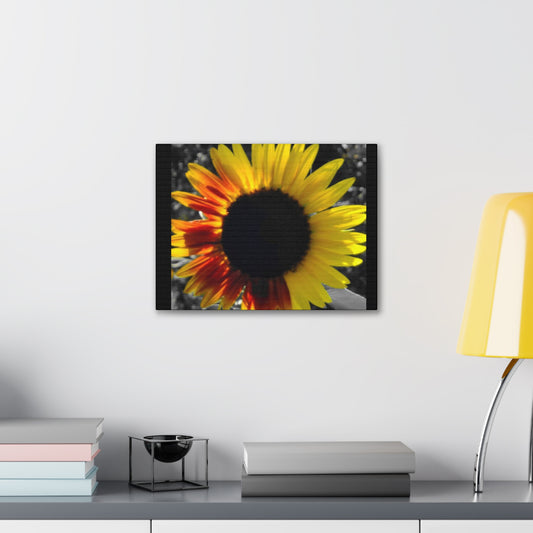 Mixed Sunflower Canvas Gallery Wraps Black (Enchanted Exposures by Tammy Lyne)