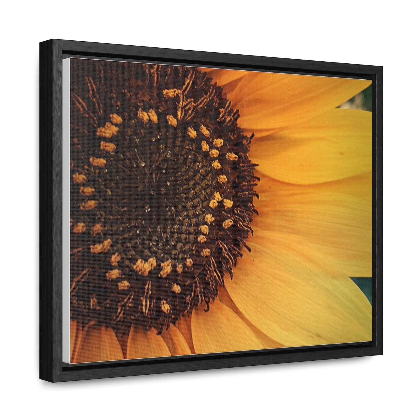 Sun Ray Sunflower Canvas, Horizontal Frame (SP Photography Collection)