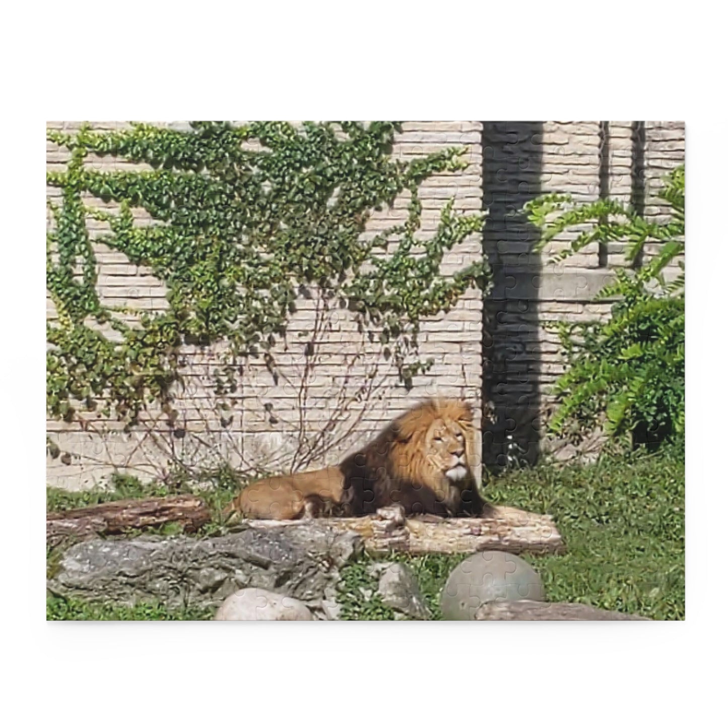 Lion Puzzle (B & J Collections) (120, 252, 500-Piece)