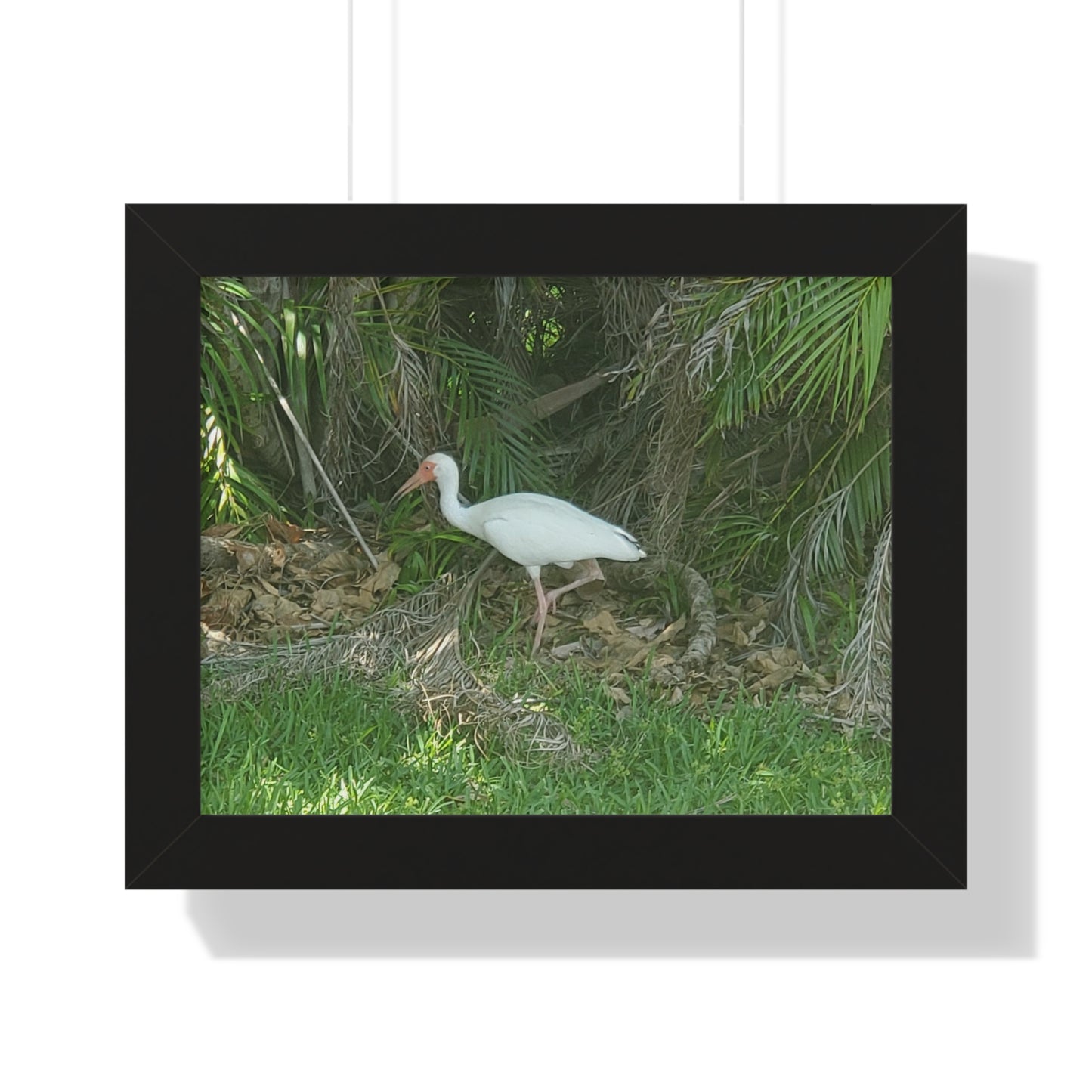 White Ibises Framed Horizontal Poster (B & J Collections)