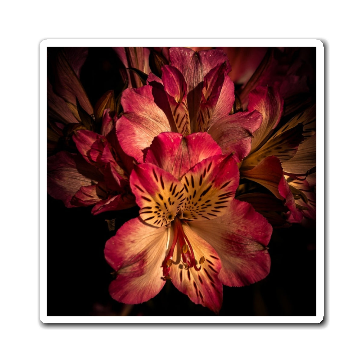 Pink Lily Magnet (SP Photography Collection)