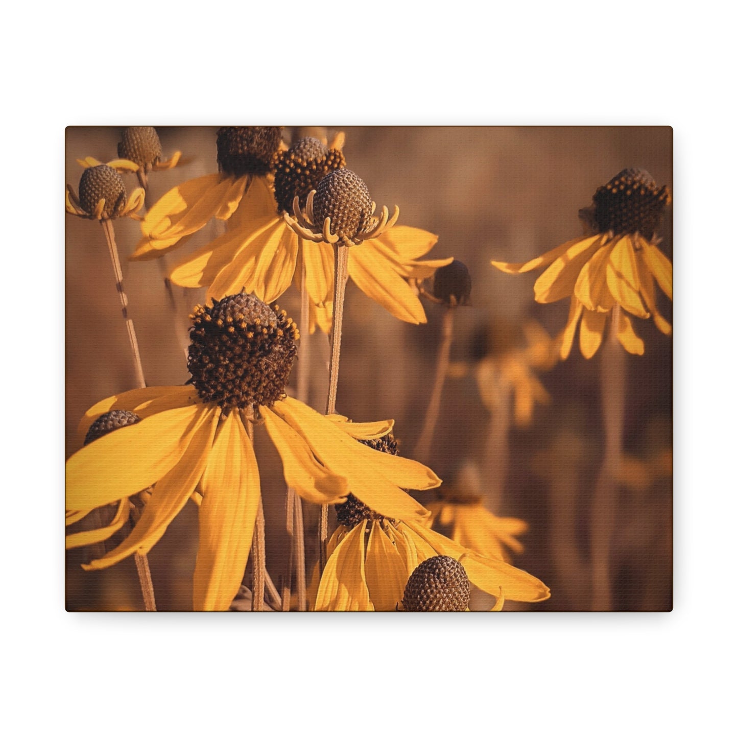 Coneflower Gallery Wraps (SP Photography Collection)