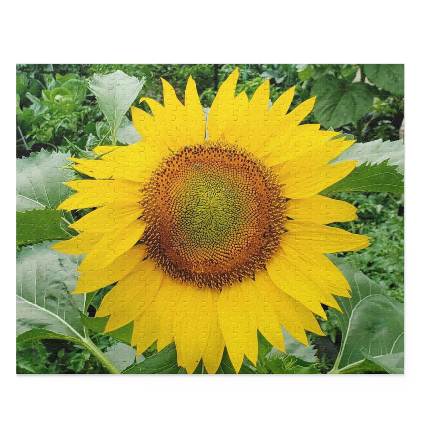 Yellow Sunflower Puzzle (Enchanted Exposures By Tammy Lyne) (Collection 120, 252, 500-Piece)