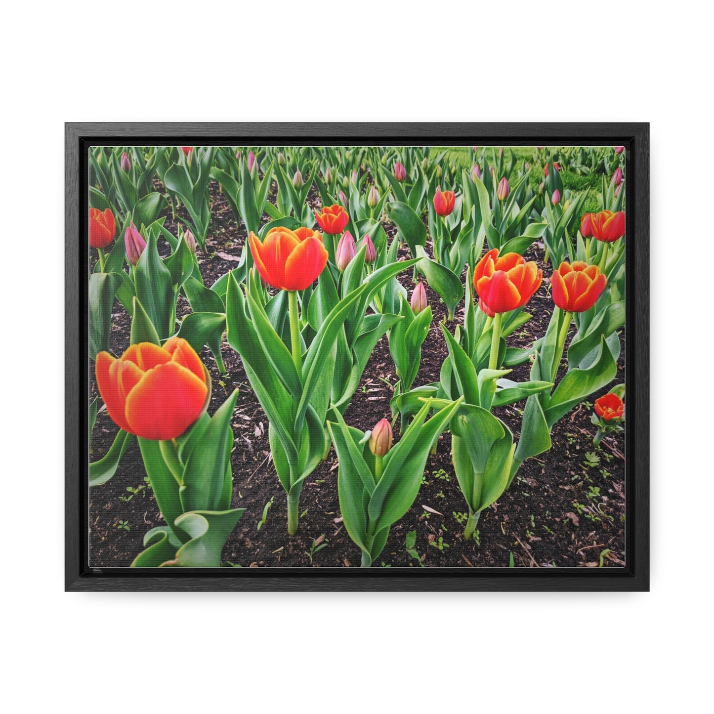 Red Tulip Canvas, Horizontal Frame (SP Photography Collection)