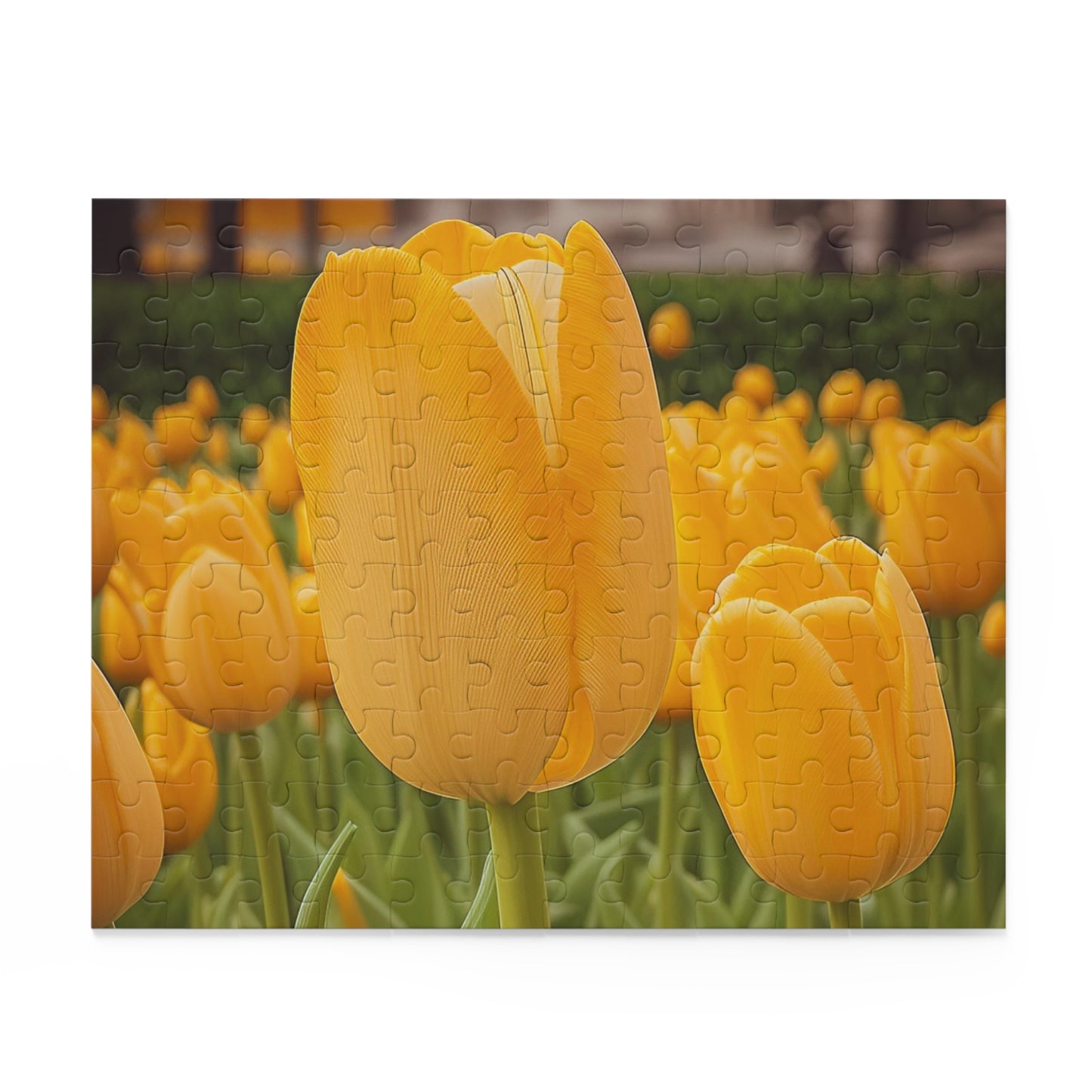 Yellow Tulip Puzzle (SP Photography Collection 120, 252, 500-Piece)