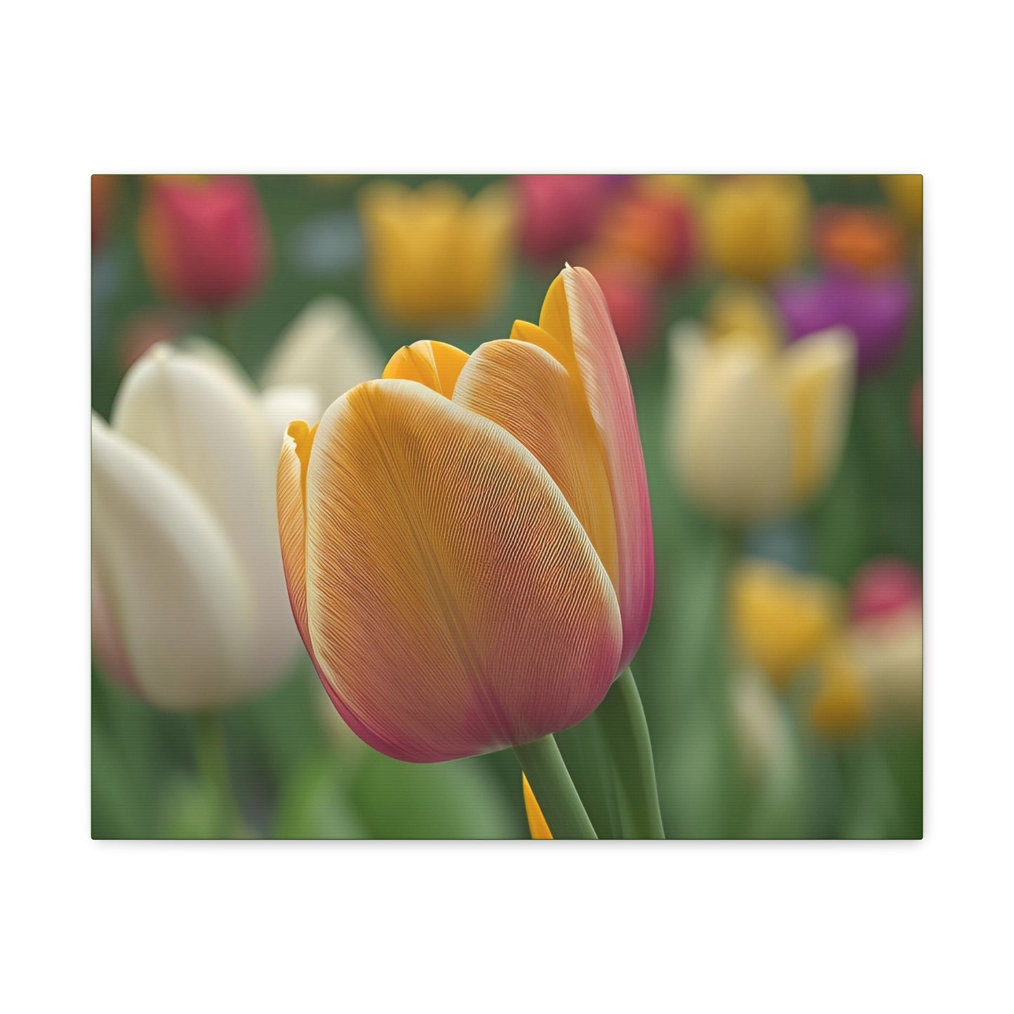 Orange Tulip Wrap Canvas (SP Photography Collection)