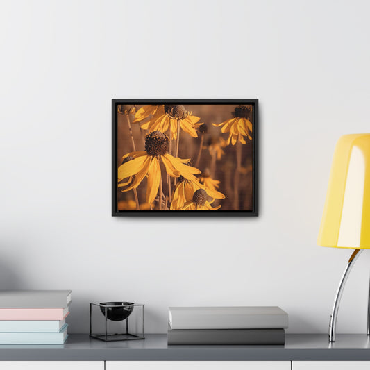 Coneflower Canvas, Horizontal Frame (SP Photography Collection)