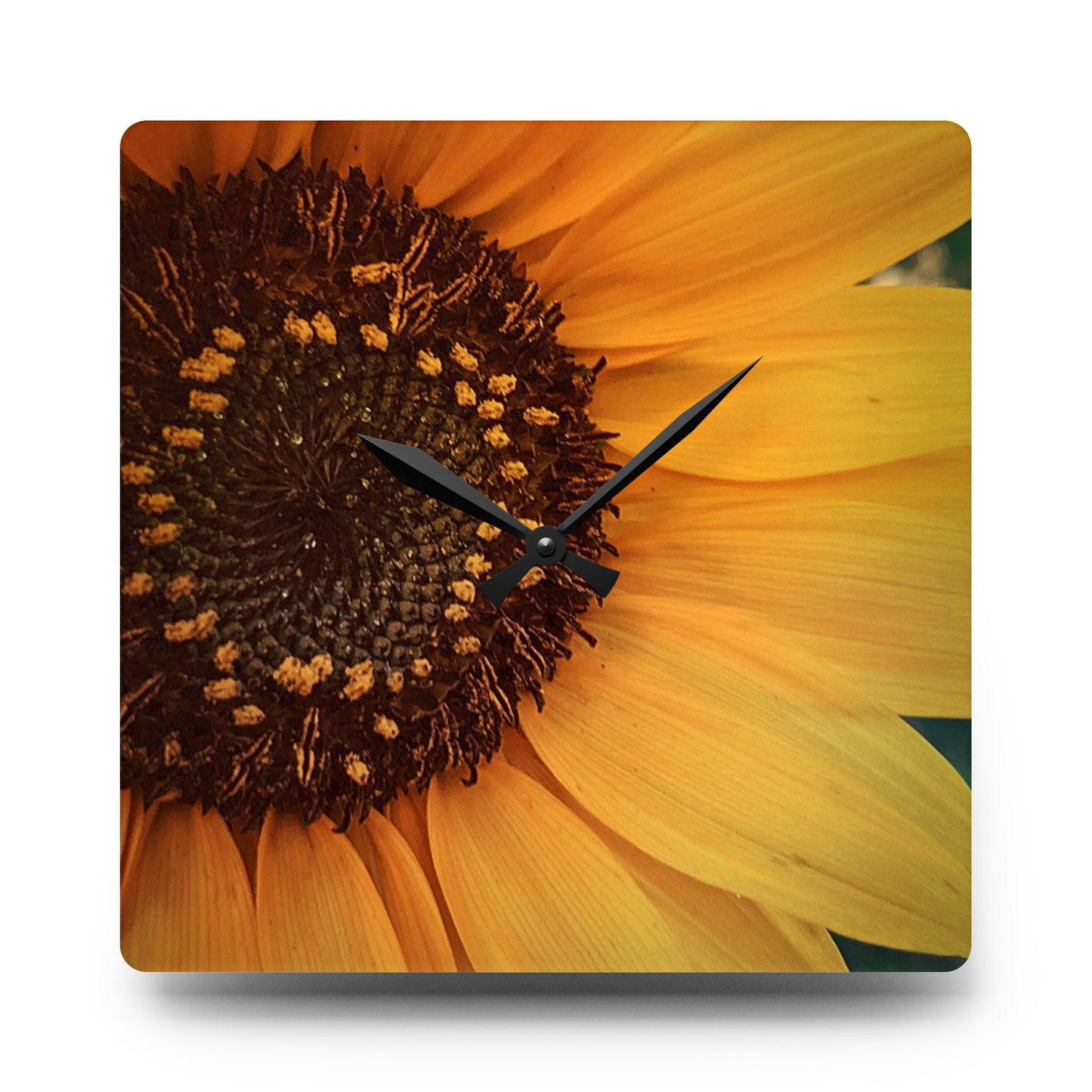 Sun Ray Sunflower Acrylic Wall Clock (SP Photography Collection)