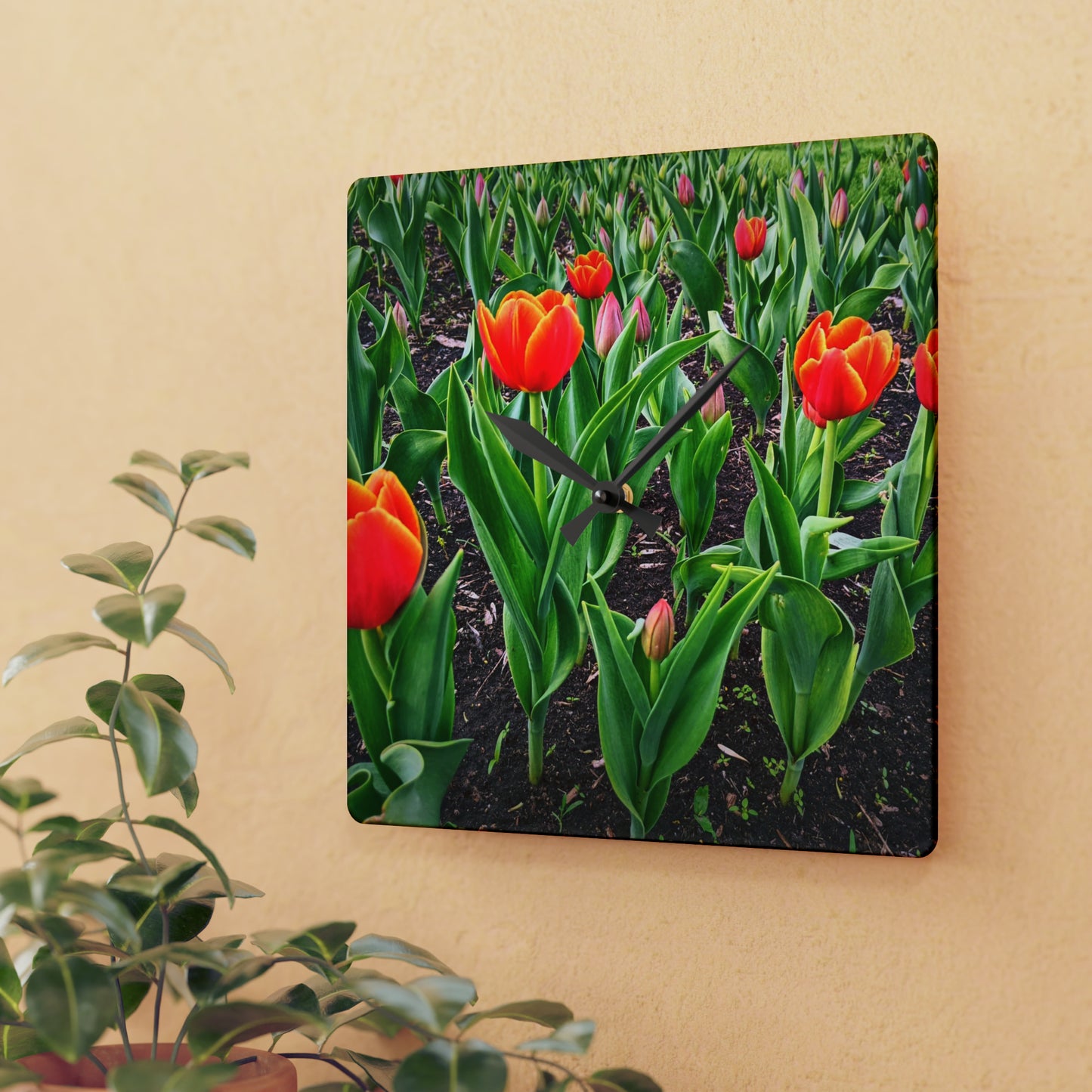 Red Tulips Acrylic Wall Clock (SP Photagrapy Collection)