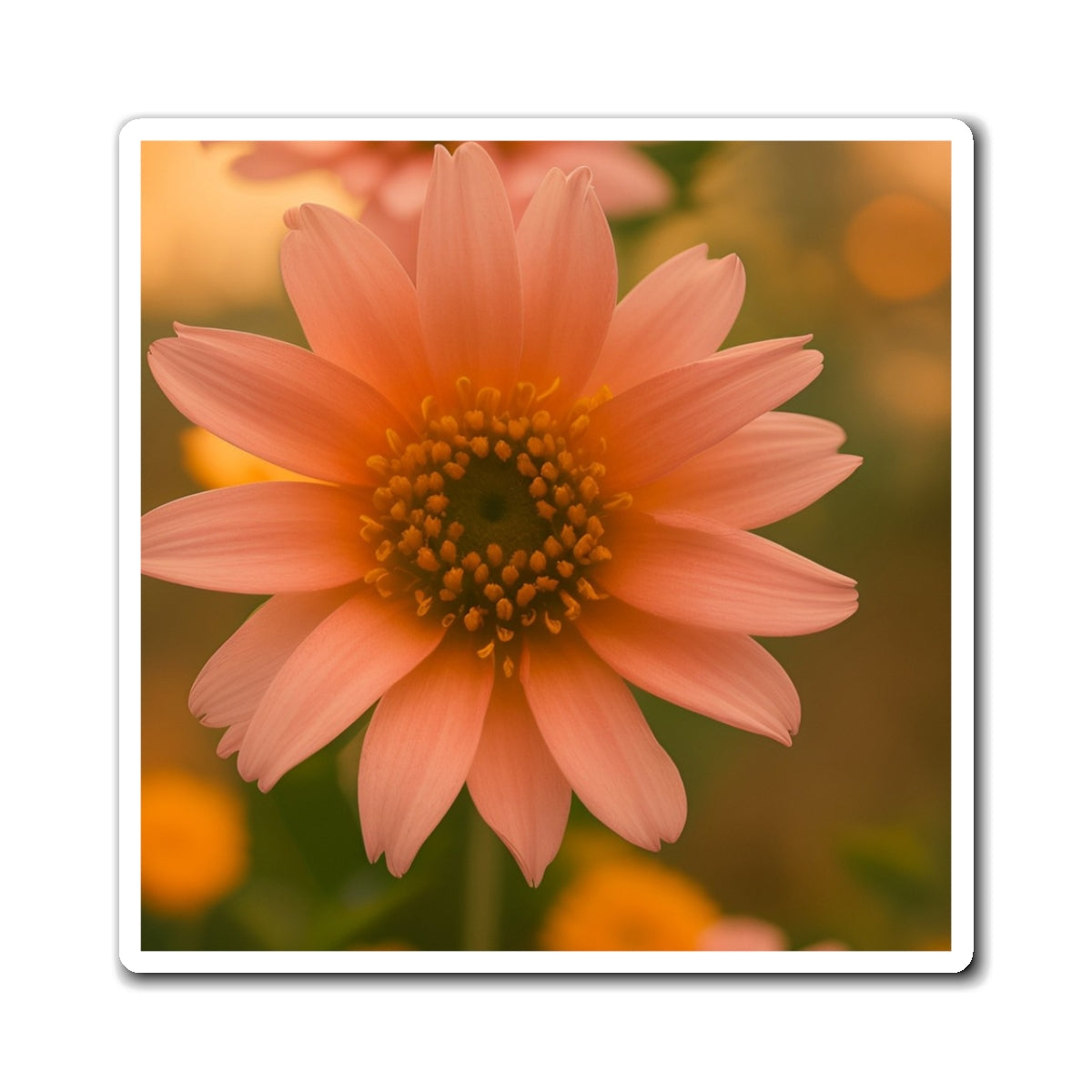 Peach Daisy Magnet (SP Photography Collection)