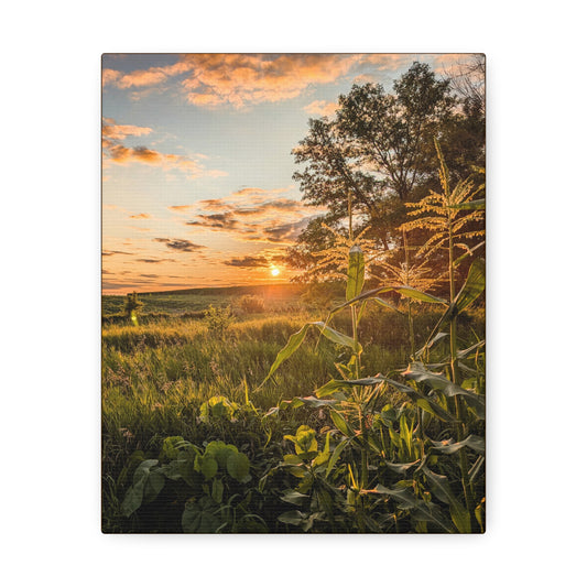 Corn Sunset Stretched Canvas (SP Photography Collection)