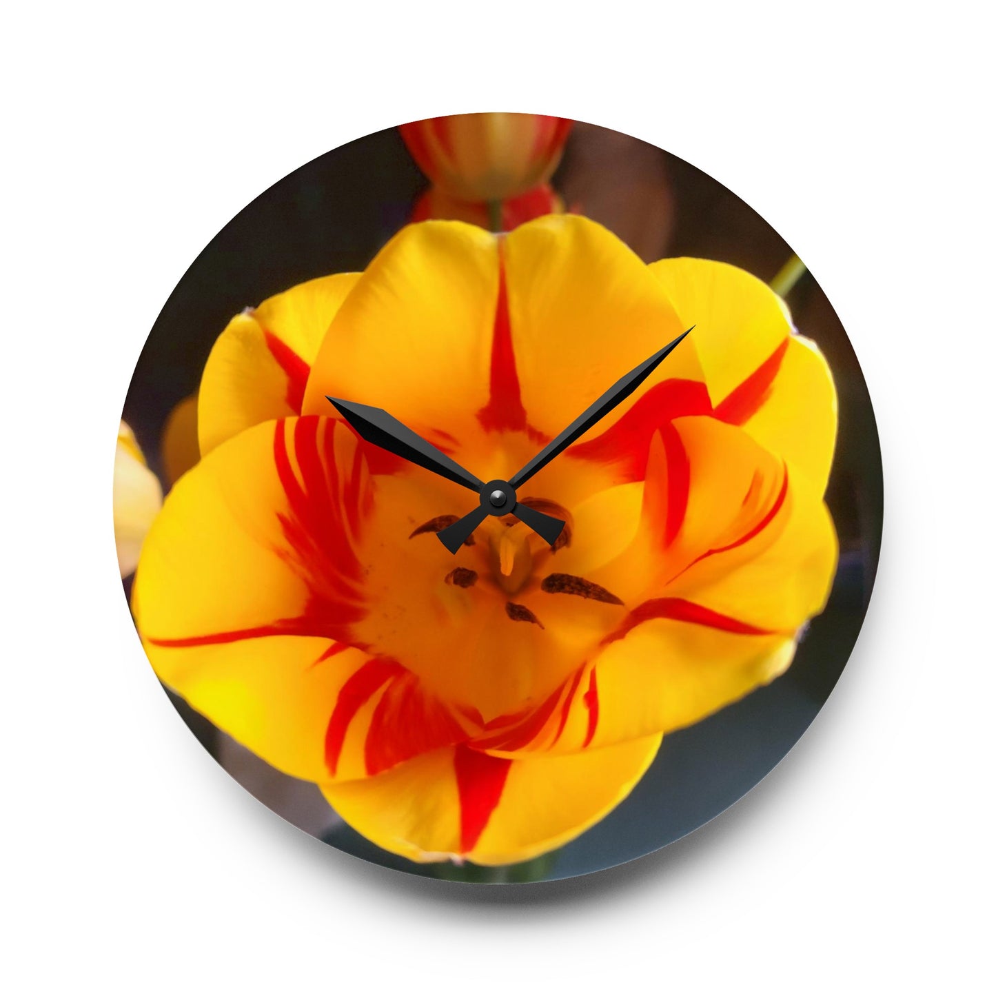 Mixed Tulip Acrylic Wall Clock (B & J Collections)