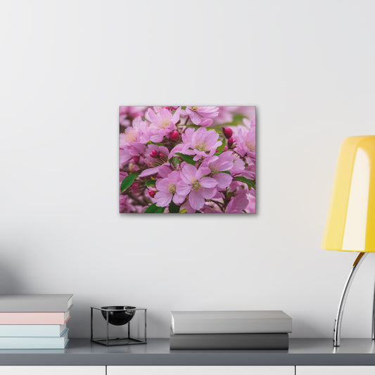 Cherry Blossom Canvas Gallery Wraps (SP Photography Collection)