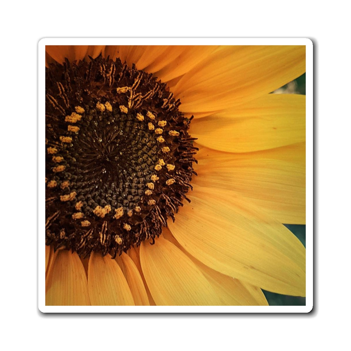 Sun Ray Sunflower Magnet (SP Photography Collection)