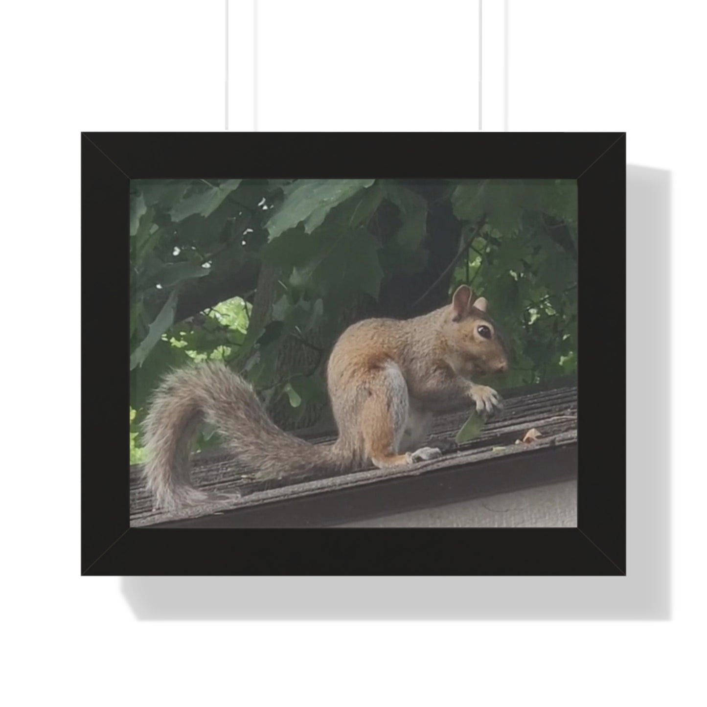 Squirrel Poster (B & J Collections)