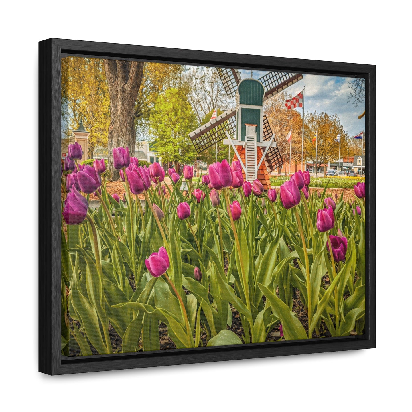 Windmill Tulips, Horizontal Frame (SP Photography Collection)