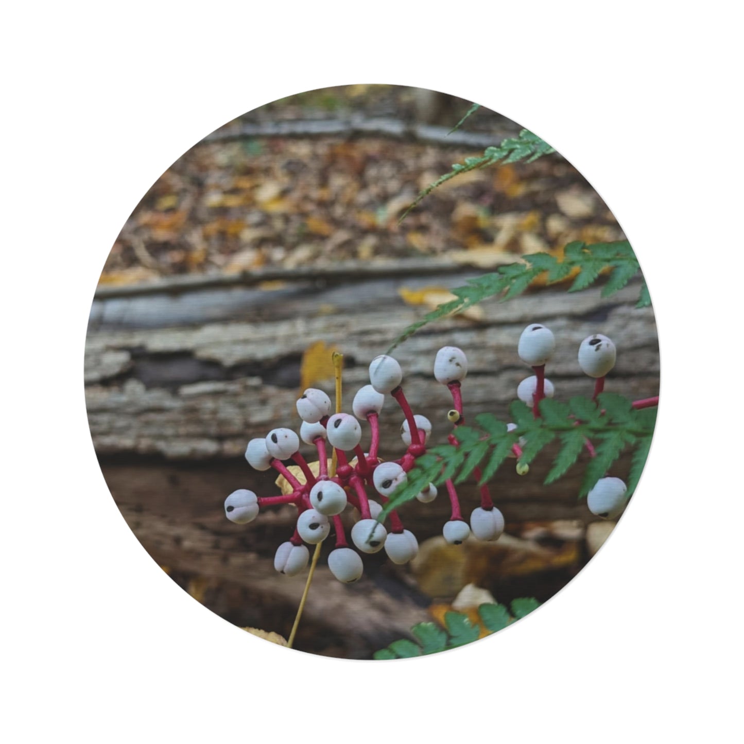 Baneberry Round Rug (Savor The Moments Collection)