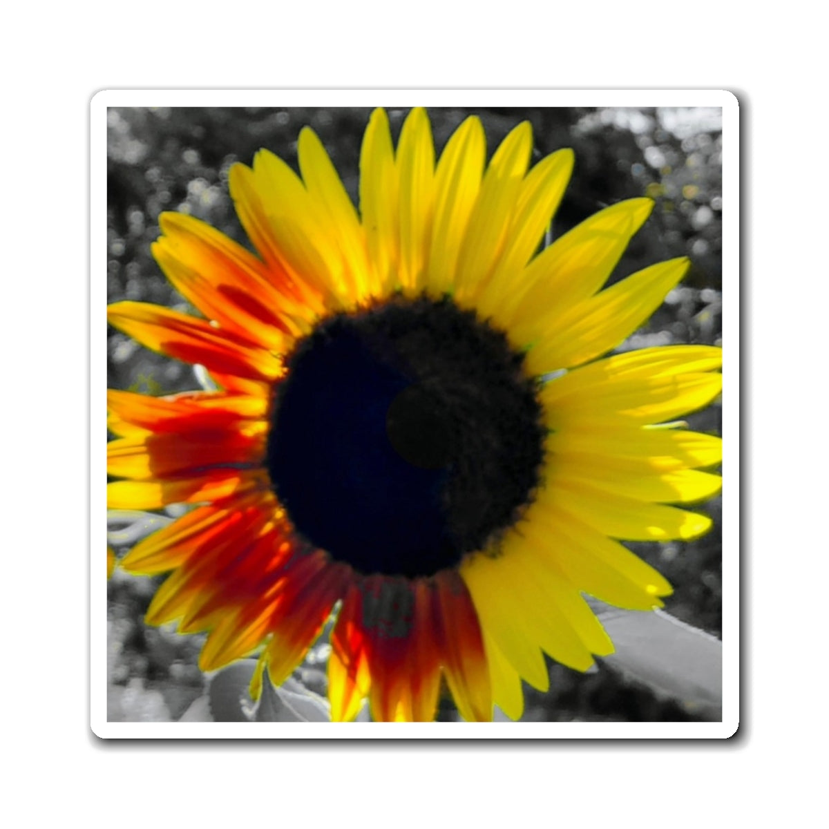 Mixed Sunflower Magnet (Enchanted Exposures By Tammy Lyne)