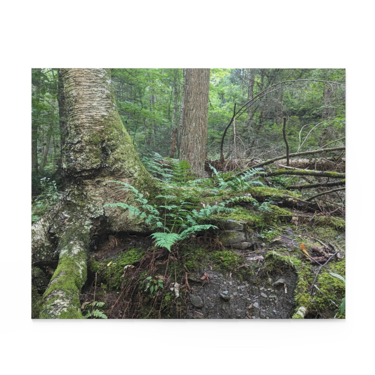 Forest Fern Puzzle (Savor The Moment Collection 120, 252, 500-Piece)