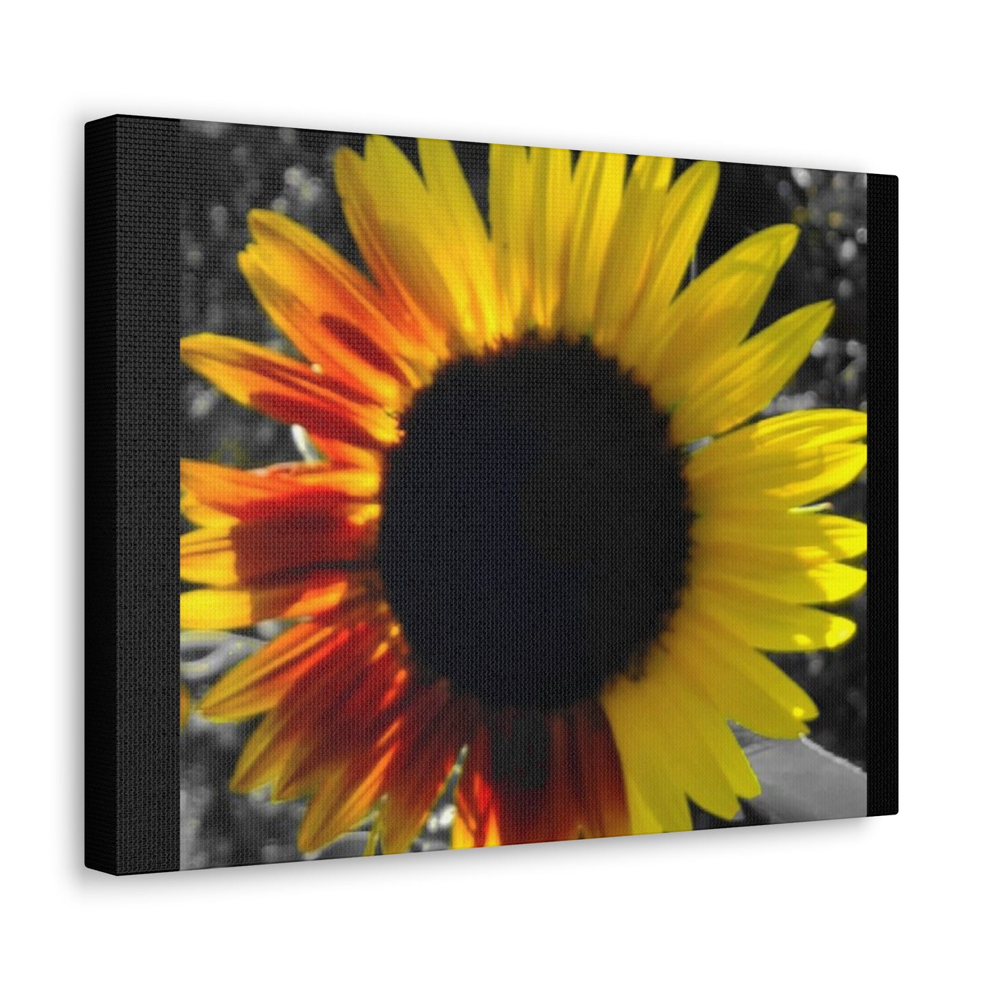 Mixed Sunflower Canvas Gallery Wraps Black (Enchanted Exposures by Tammy Lyne)