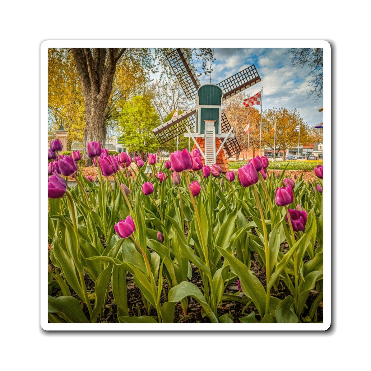 Windmill Tulip Magnet (SP Photography Collection)