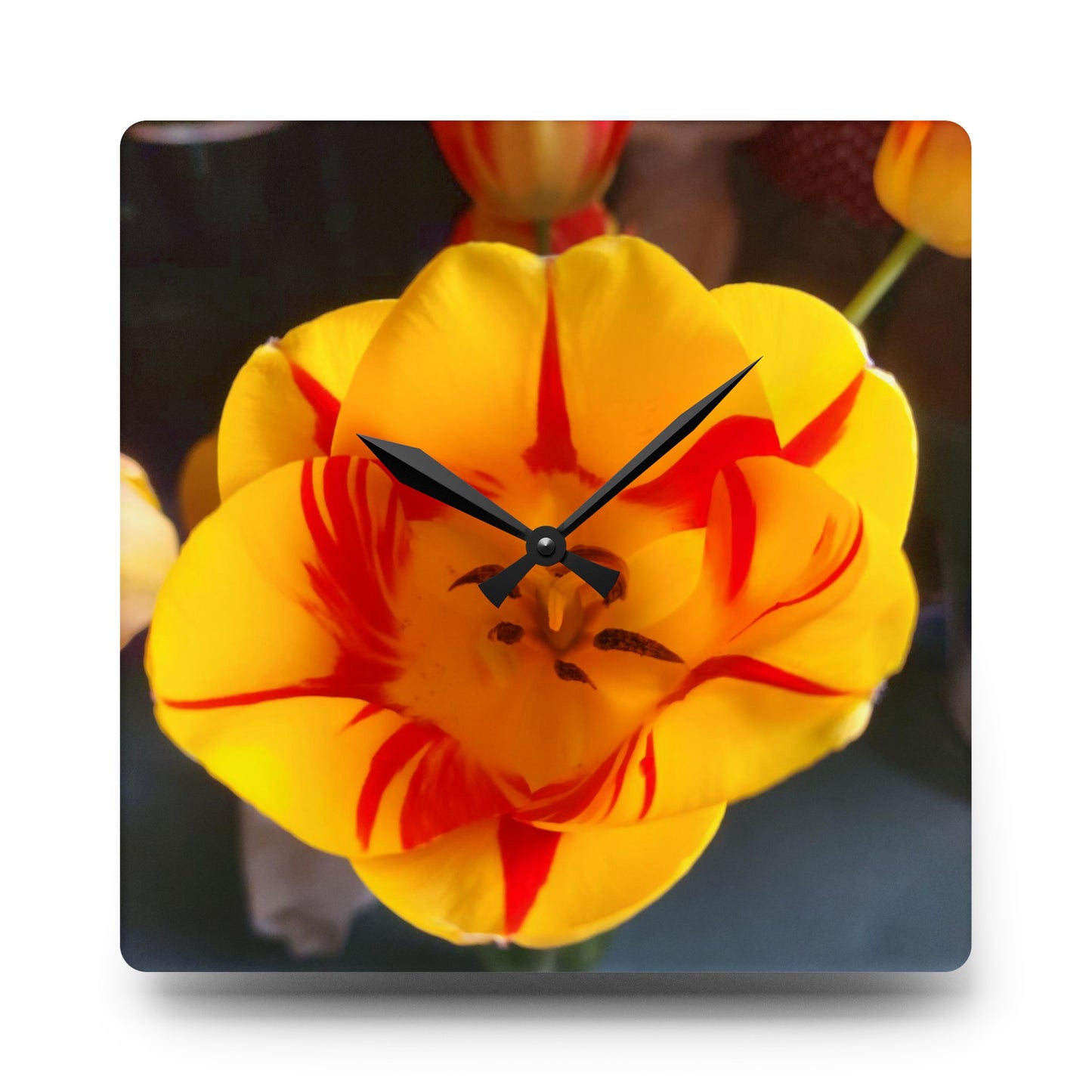 Mixed Tulip Acrylic Wall Clock (B & J Collections)