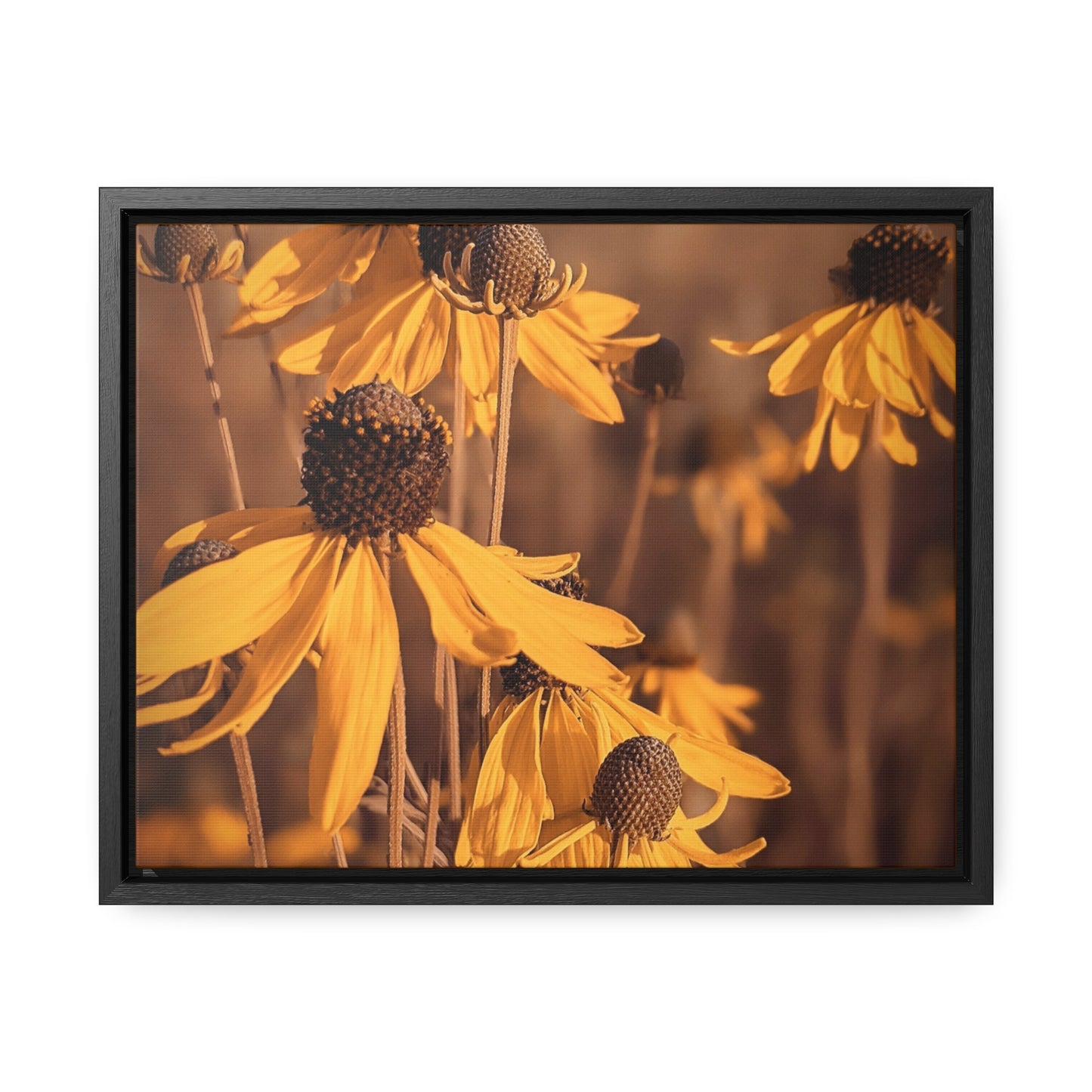 Coneflower Canvas, Horizontal Frame (SP Photography Collection)