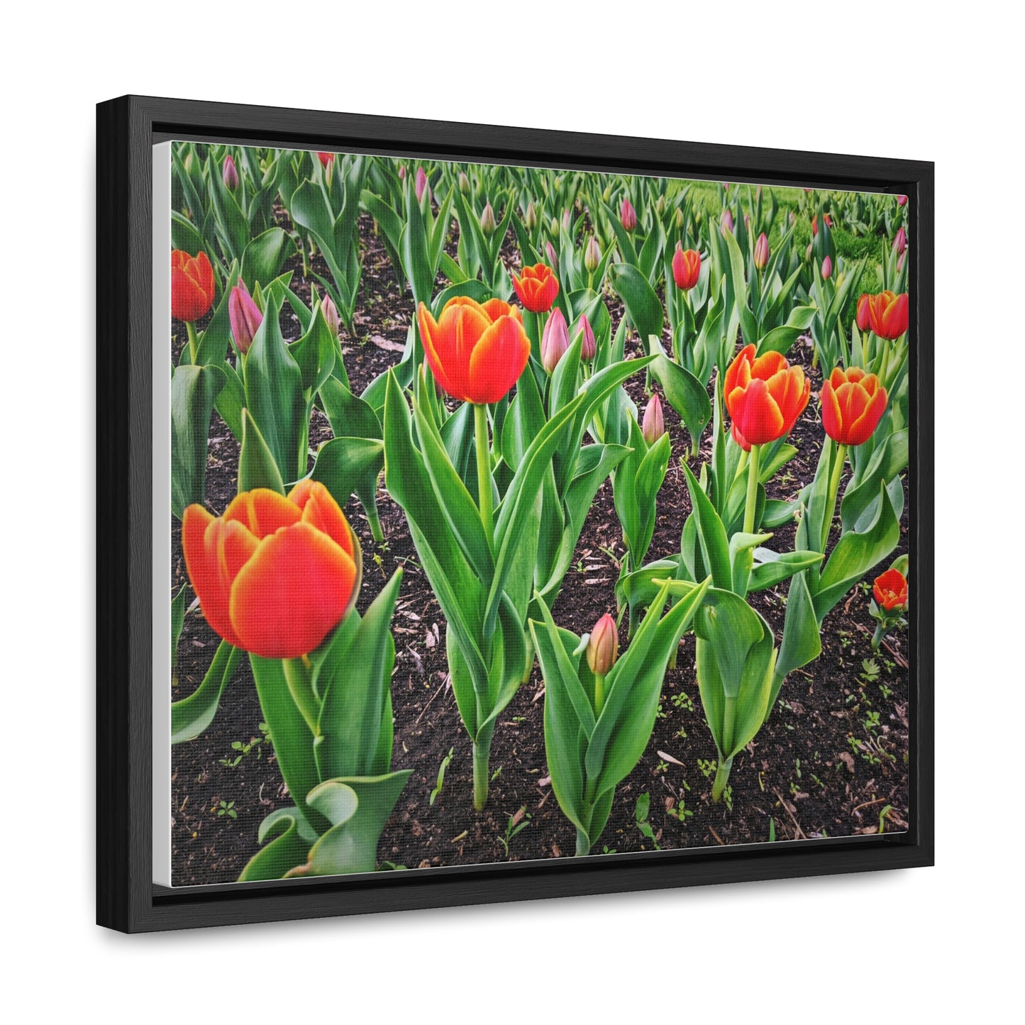 Red Tulip Canvas, Horizontal Frame (SP Photography Collection)