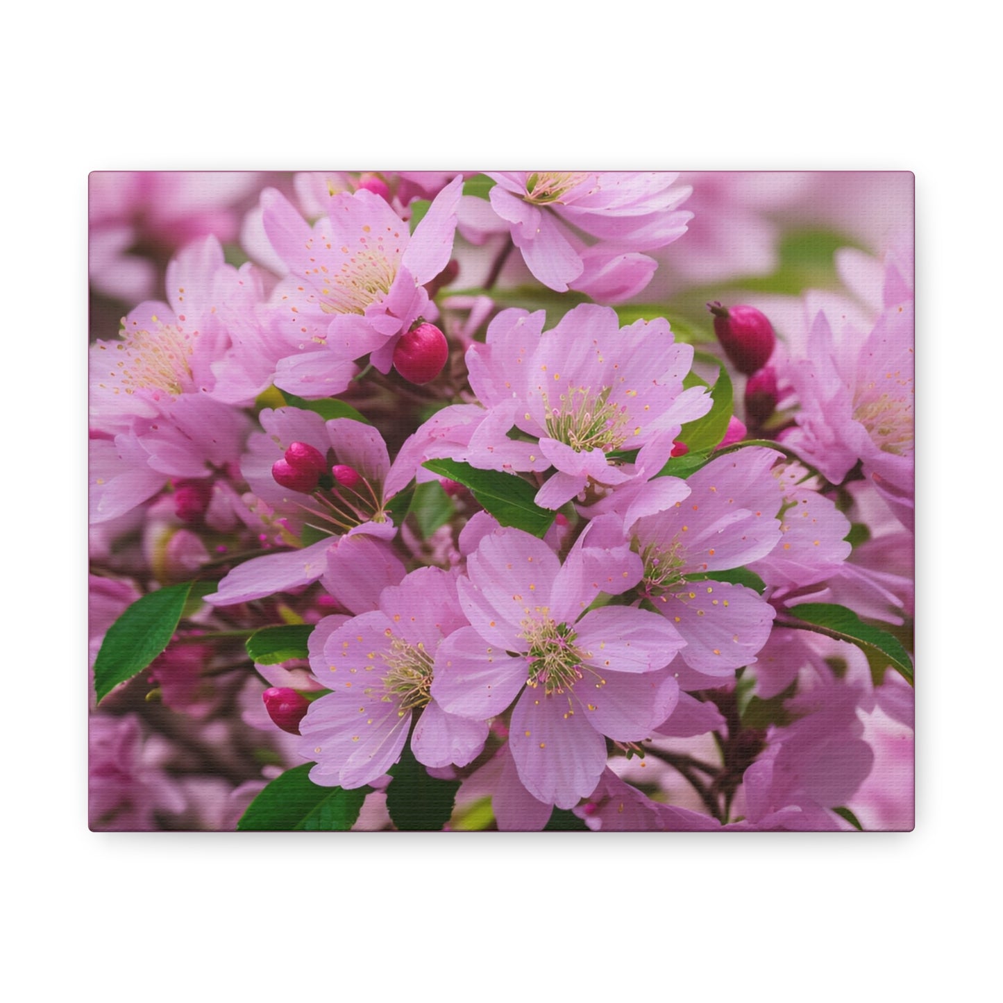 Cherry Blossom Canvas Gallery Wraps (SP Photography Collection)