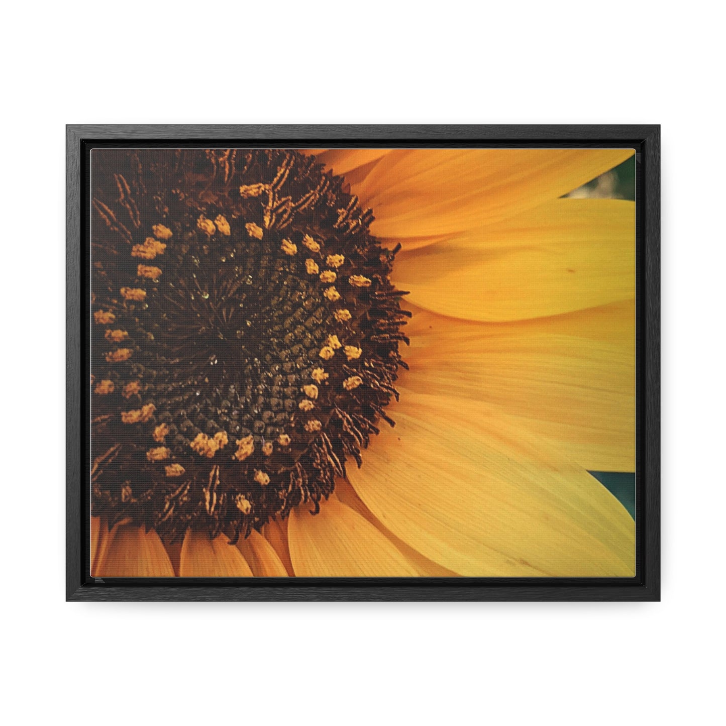 Sun Ray Sunflower Canvas, Horizontal Frame (SP Photography Collection)