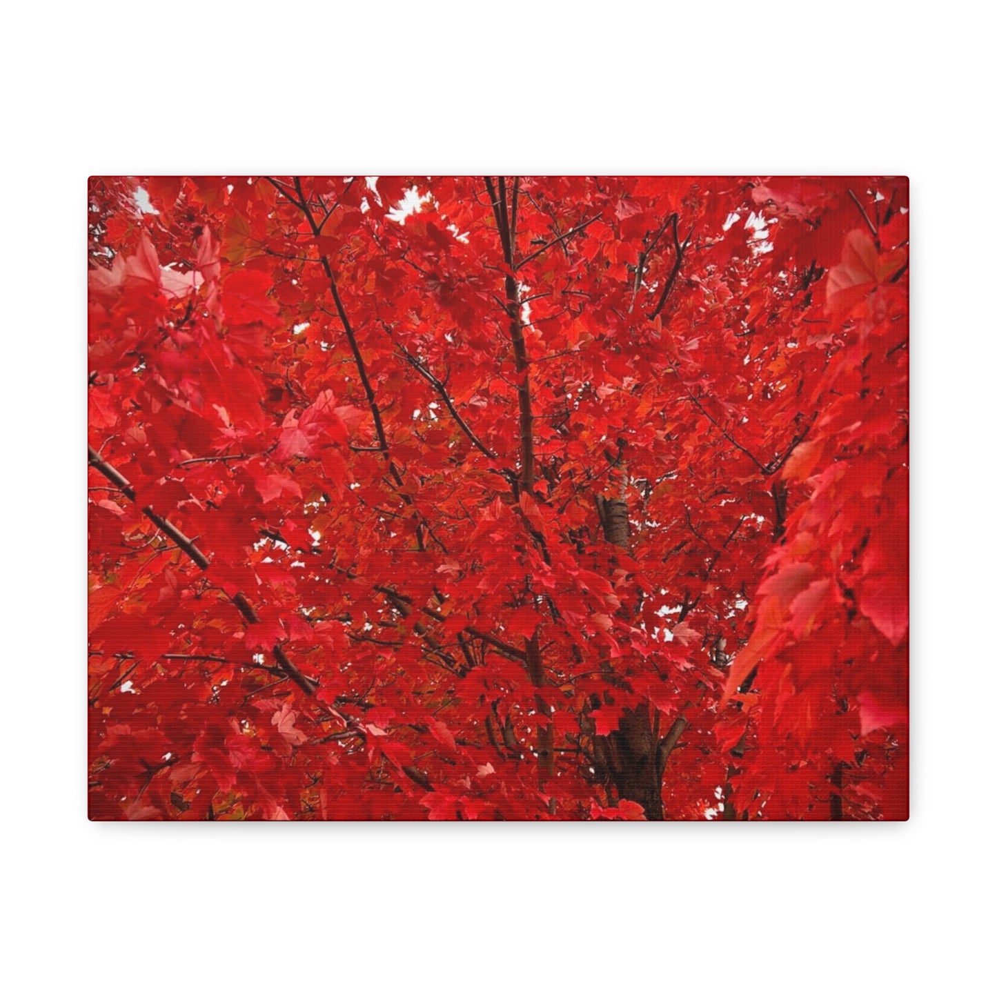 Fire Tree Canvas Gallery Wrap (Custom Creations By Catelyn)