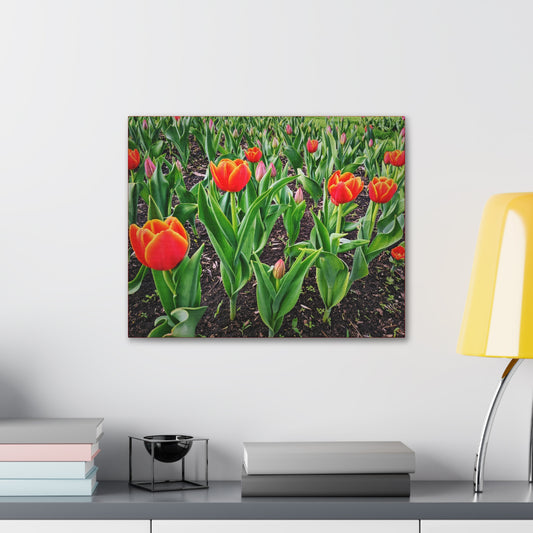 Red Tulip Wrap Canvas (SP Photography Collection)