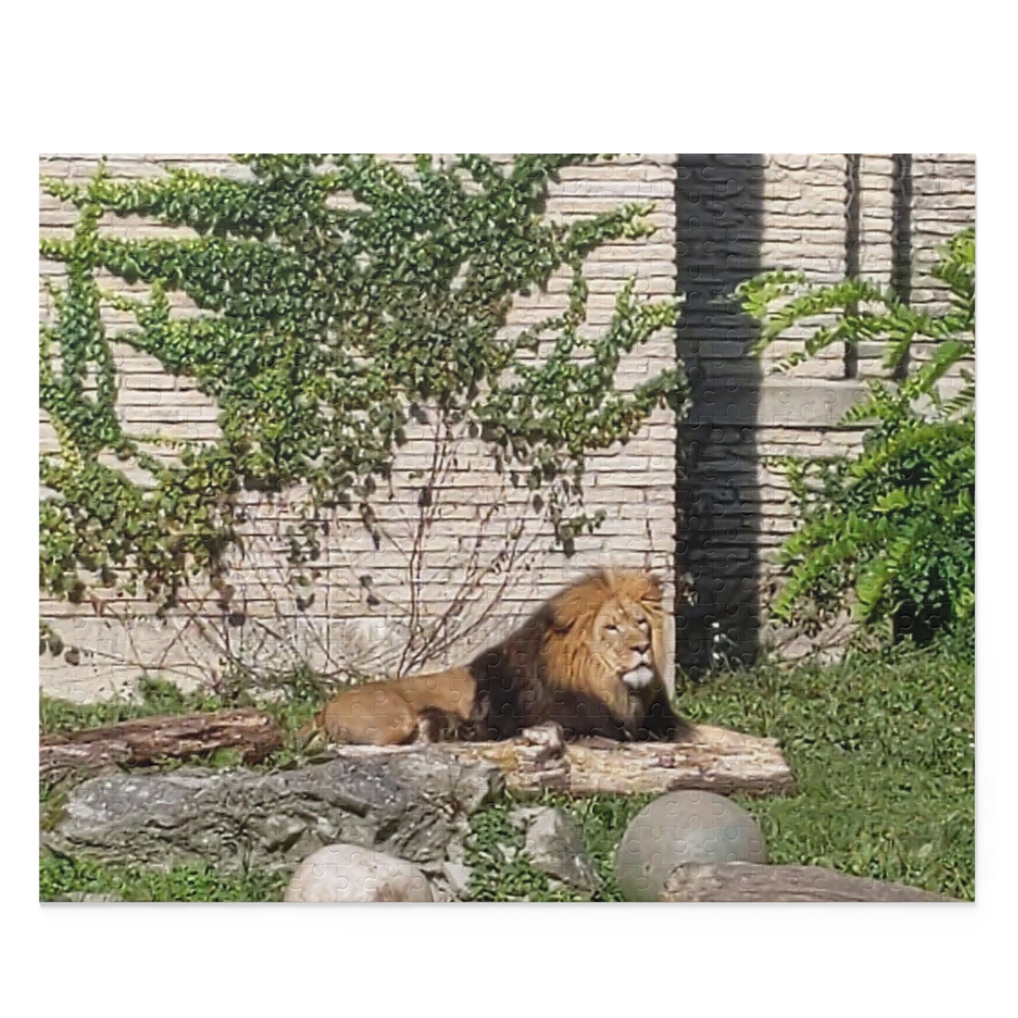 Lion Puzzle (B & J Collections) (120, 252, 500-Piece)