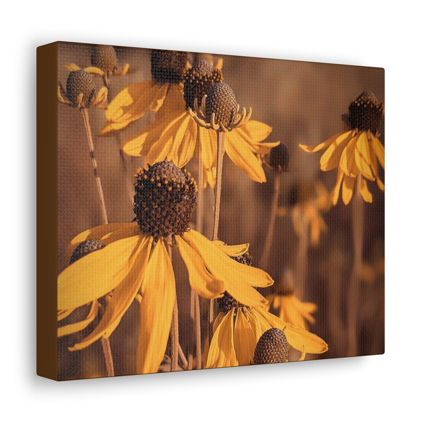 Coneflower Gallery Wraps (SP Photography Collection)