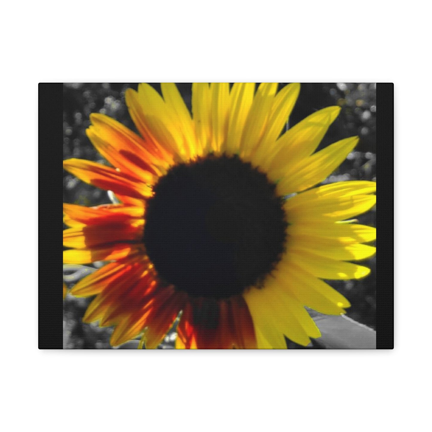 Mixed Sunflower Canvas Gallery Wraps Black (Enchanted Exposures by Tammy Lyne)