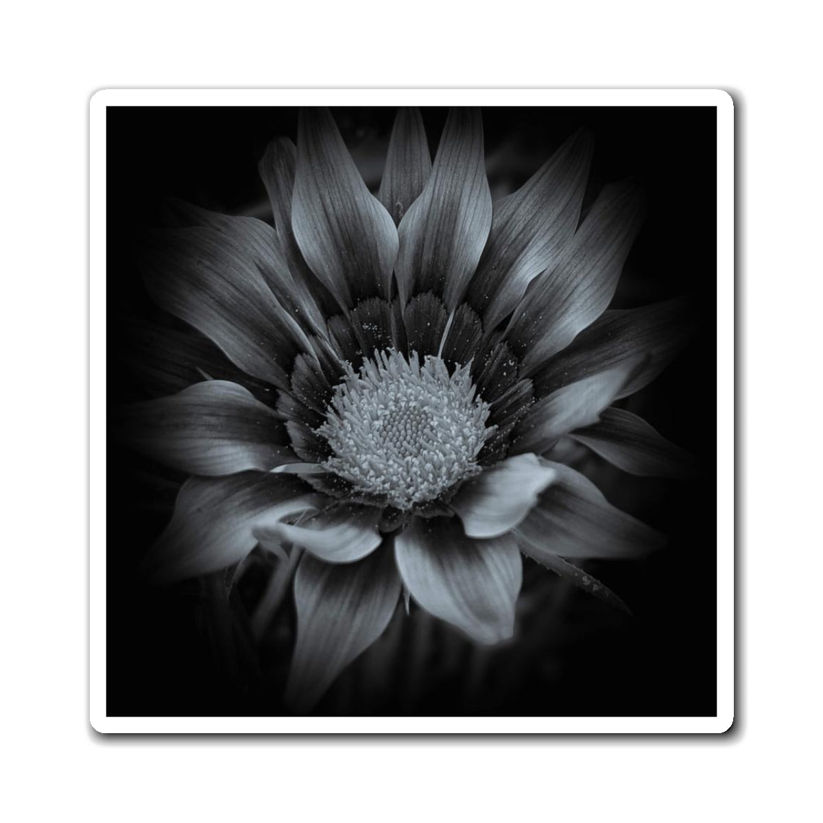 Midnight Bloom Magnet (SP Photography Collection)