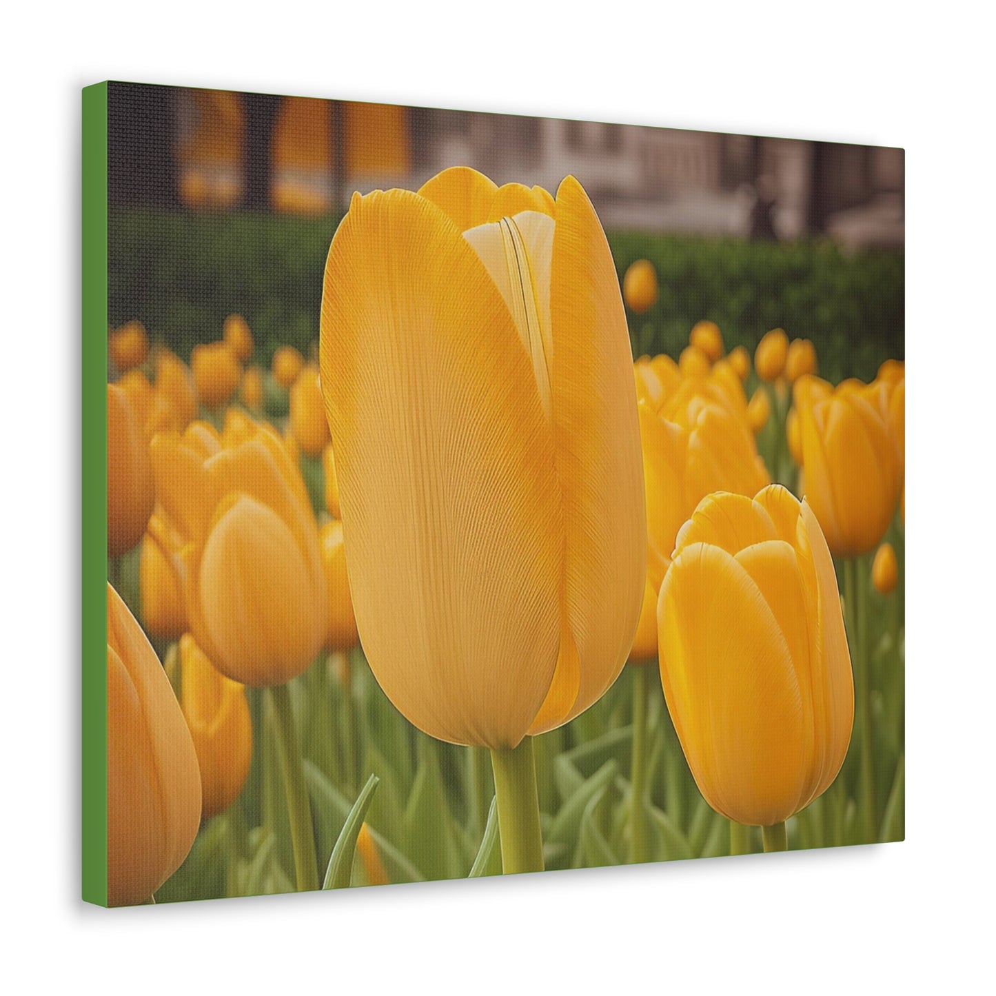 Yellow Tulip Wrap Canvas (SP Photography Collection)